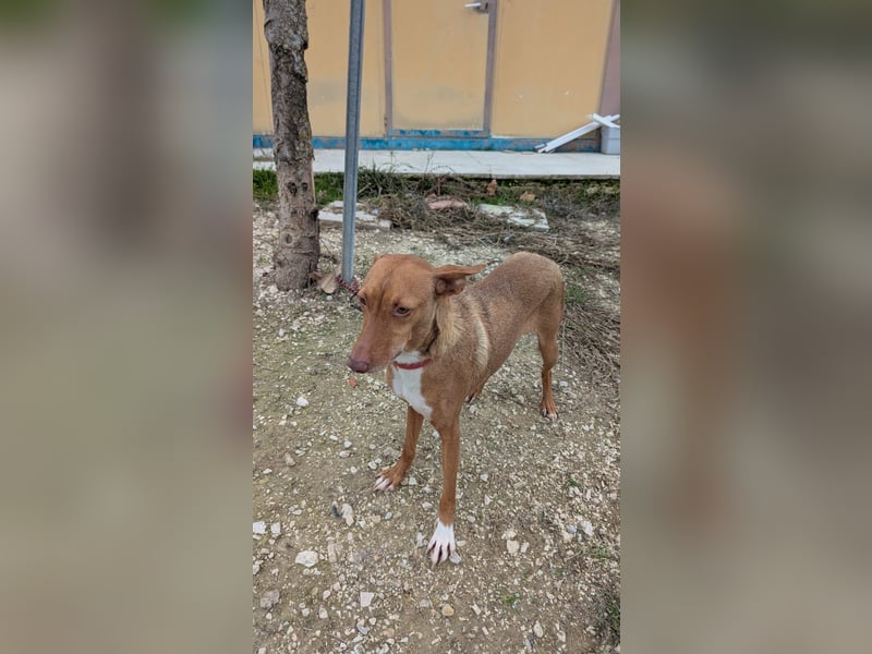 Ween, freundlich und unglaublich dankbar