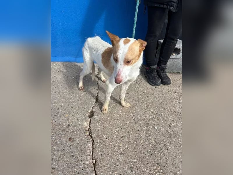 Rayos ,ein Herzenshund sucht sein Für-Immer-Zuhause