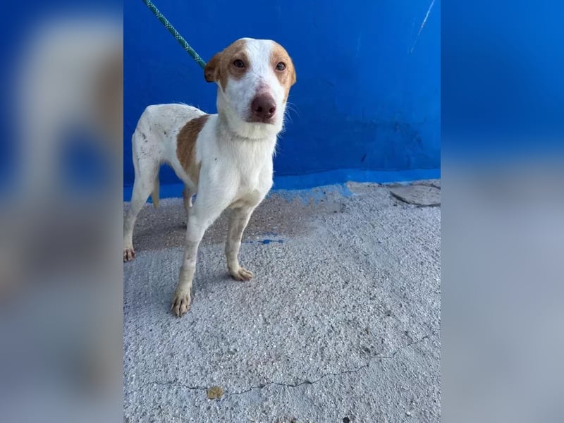 Rayos ,ein Herzenshund sucht sein Für-Immer-Zuhause