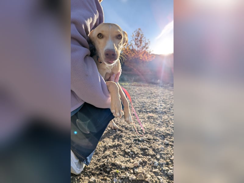 Nala , eine treue Seele sucht ihren Platz