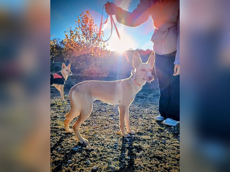 Nala , eine treue Seele sucht ihren Platz