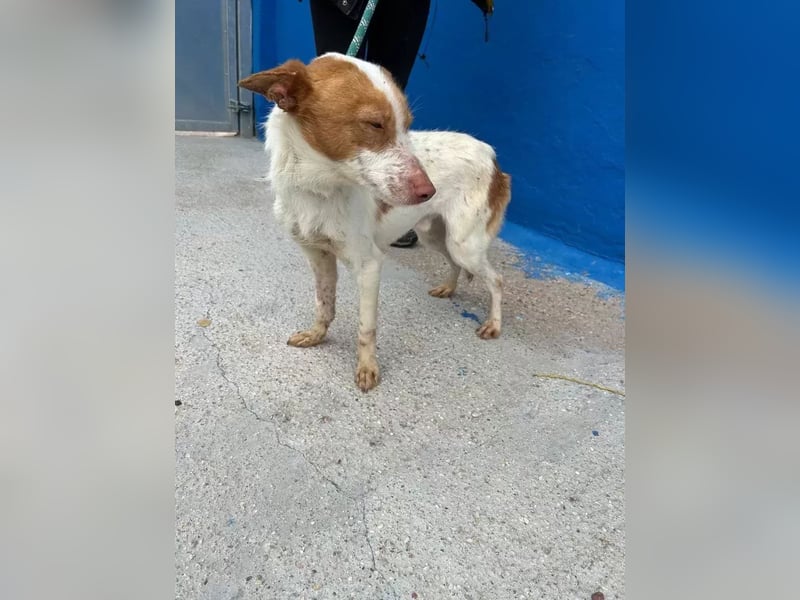 Baloo , ein Herzenshund sucht sein Für-Immer-Zuhause