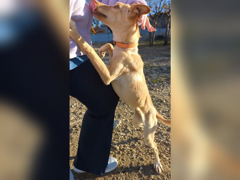 Nala , eine treue Seele sucht ihren Platz