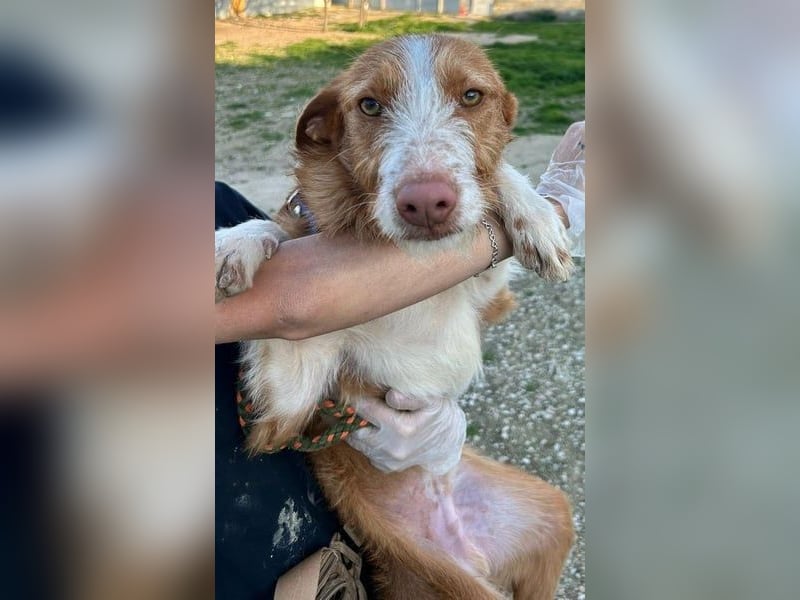 Ulises liebt Kinder und wäre so gerne ein Familienhund