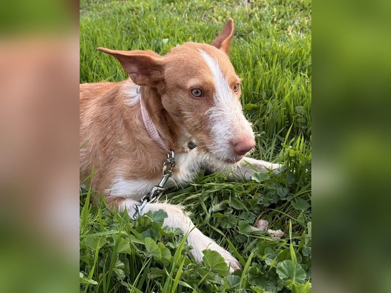 Ulises liebt Kinder und wäre so gerne ein Familienhund