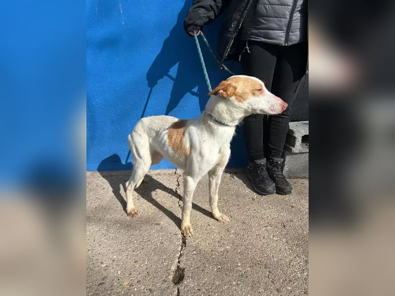 Rayos ,ein Herzenshund sucht sein Für-Immer-Zuhause