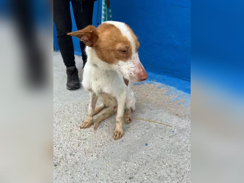 Baloo , ein Herzenshund sucht sein Für-Immer-Zuhause