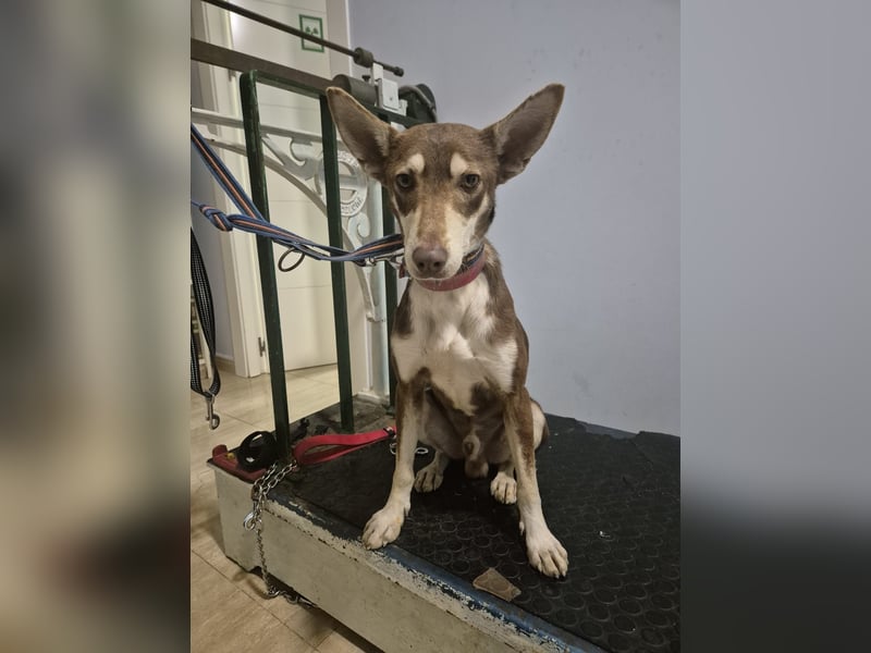 Turrón, sucht einen sicheren Platz