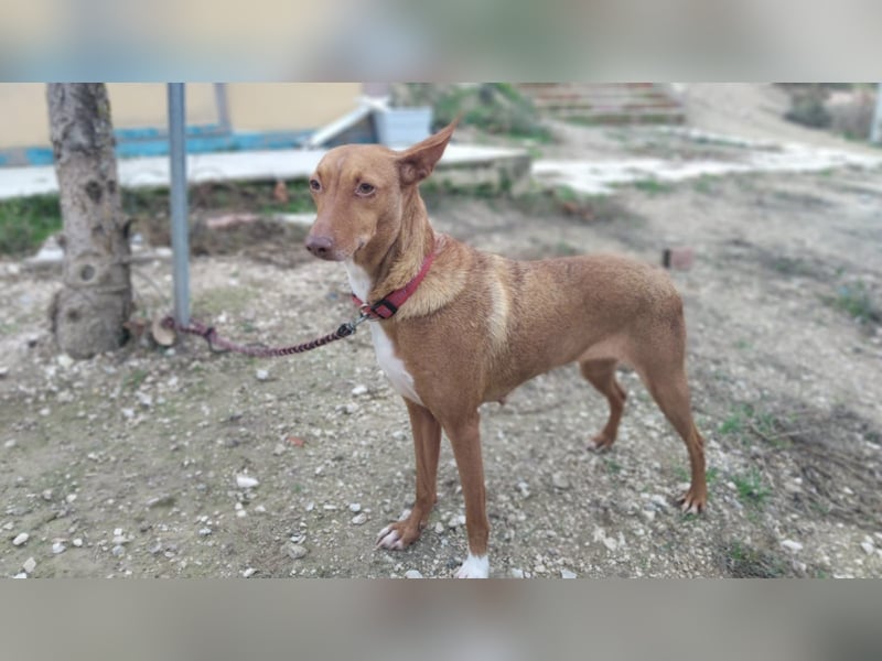 Ween, freundlich und unglaublich dankbar