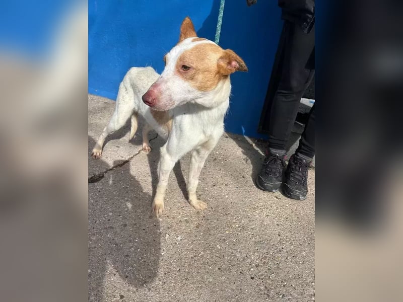 Rayos ,ein Herzenshund sucht sein Für-Immer-Zuhause