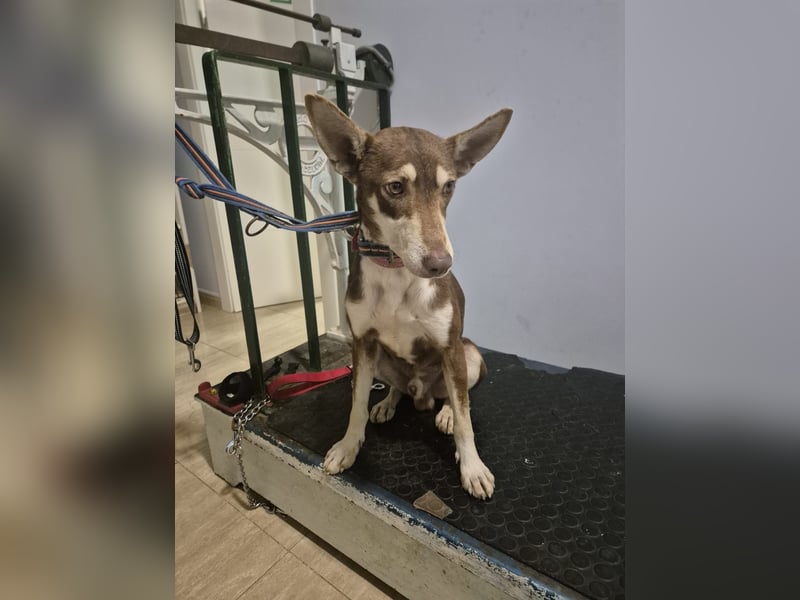 Turrón, sucht einen sicheren Platz