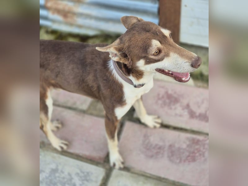 Turrón, sucht einen sicheren Platz