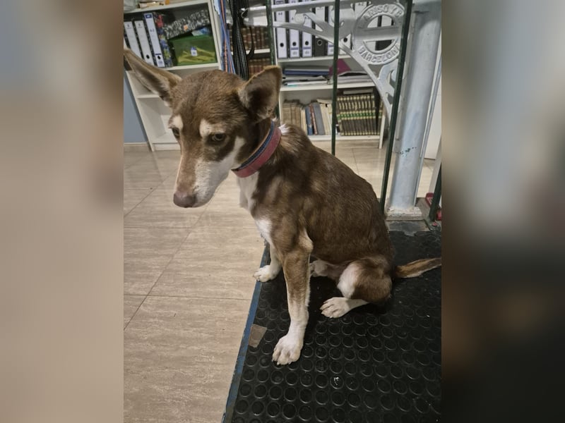 Turrón, sucht einen sicheren Platz