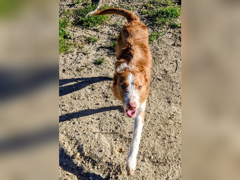 Ulises - sanfter Herzenshund auf der Suche nach seinem Zuhause