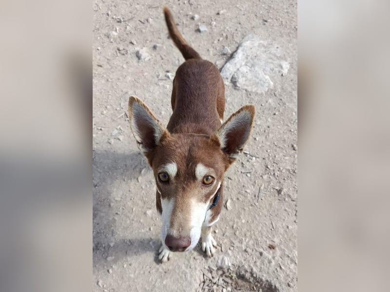 Turrón, sucht einen sicheren Platz