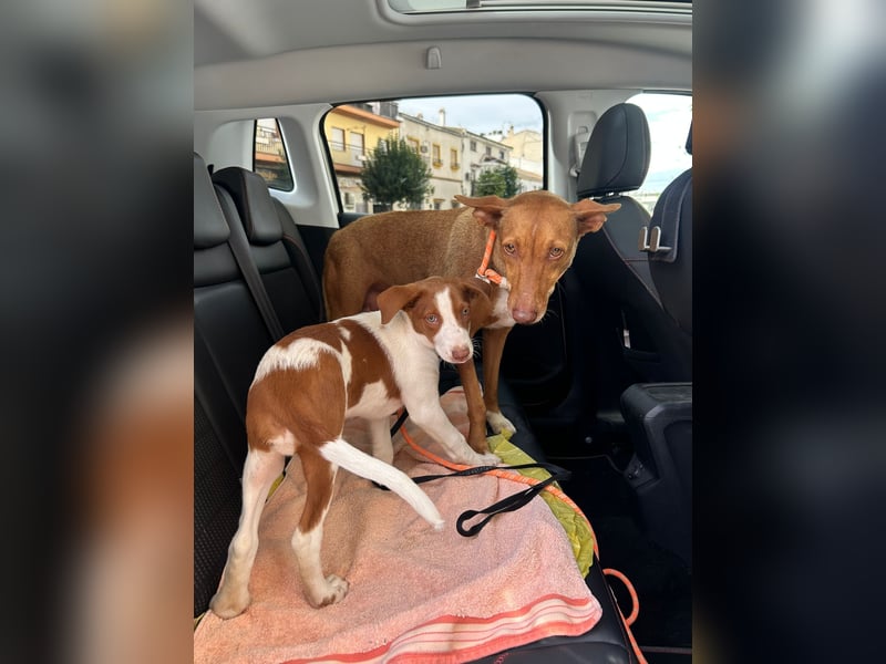 Ween, freundlich und unglaublich dankbar