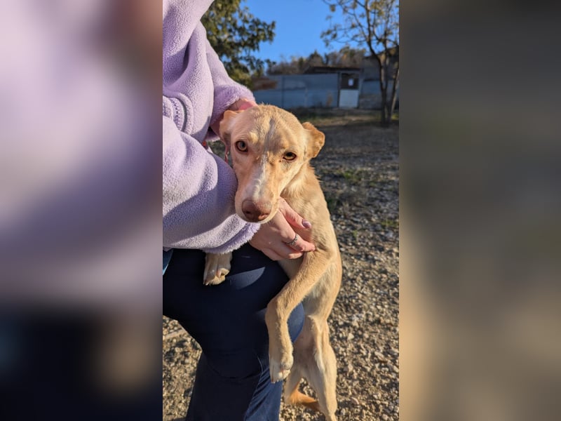 Nala , eine treue Seele sucht ihren Platz