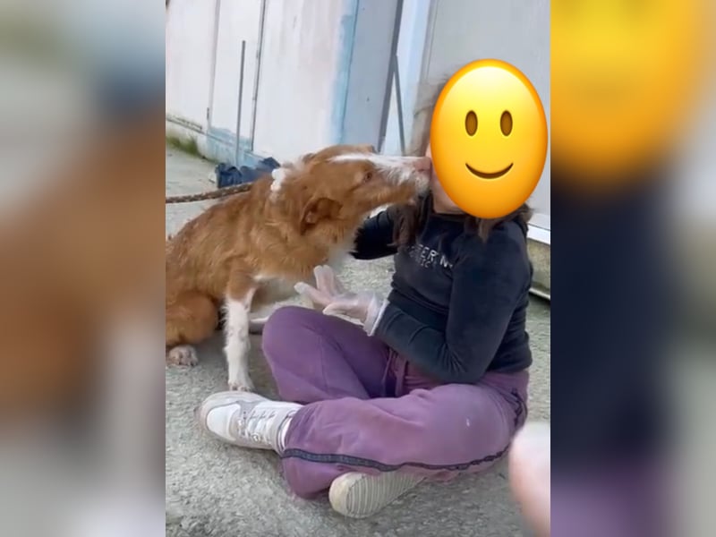 Ulises - sanfter Herzenshund auf der Suche nach seinem Zuhause