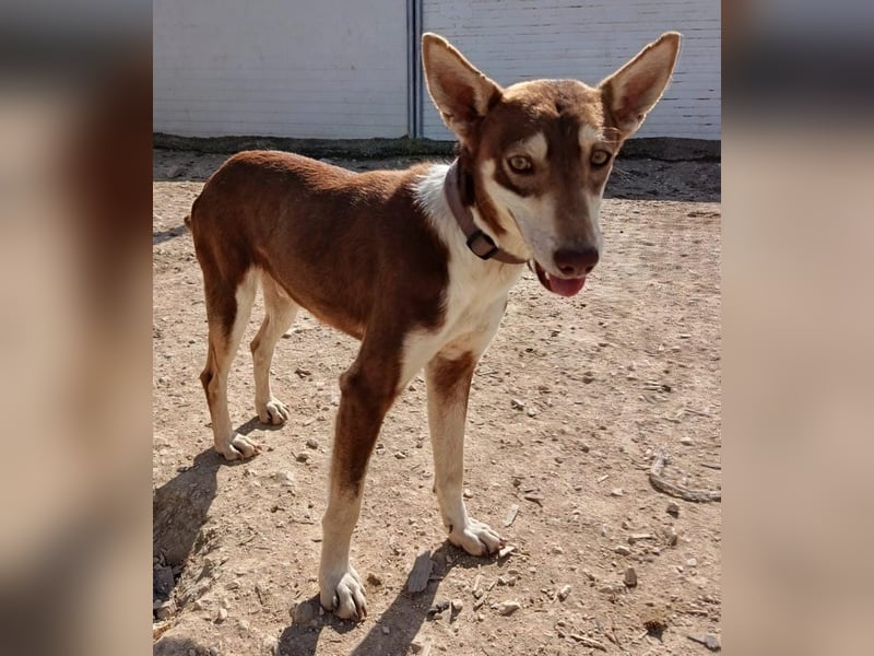 Turrón, sucht einen sicheren Platz