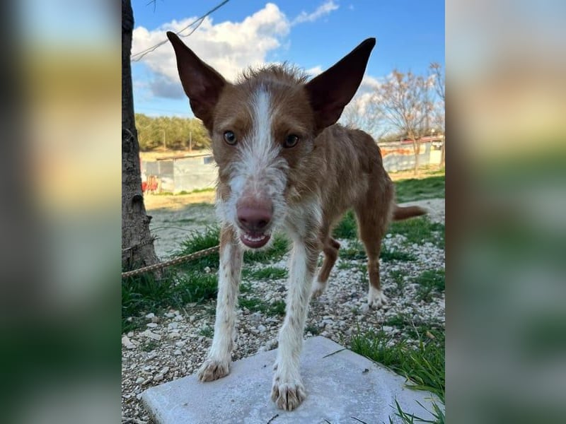 Ulises liebt Kinder und wäre so gerne ein Familienhund