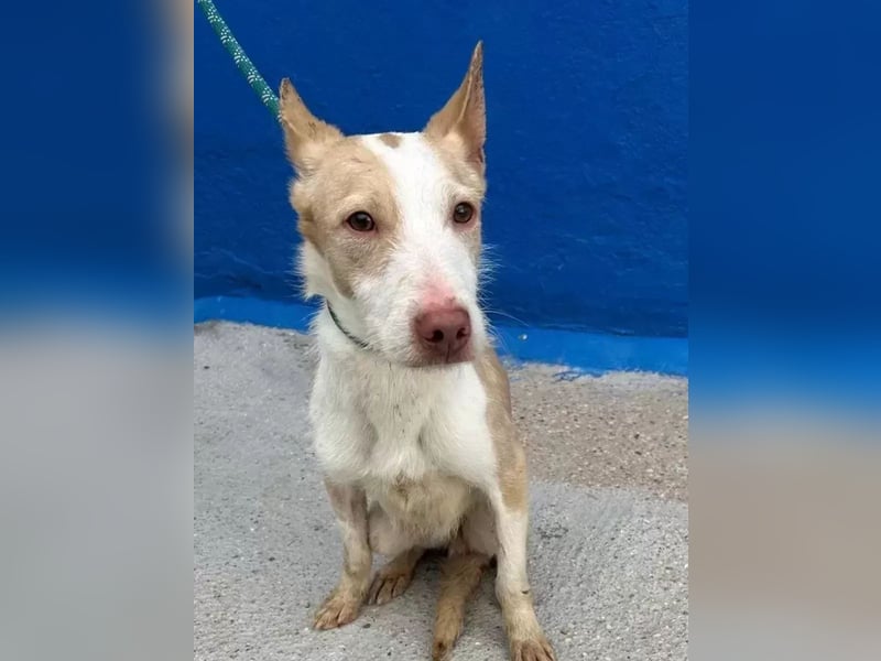 Atreu, ein junger Podenco  mit viel Potenzial