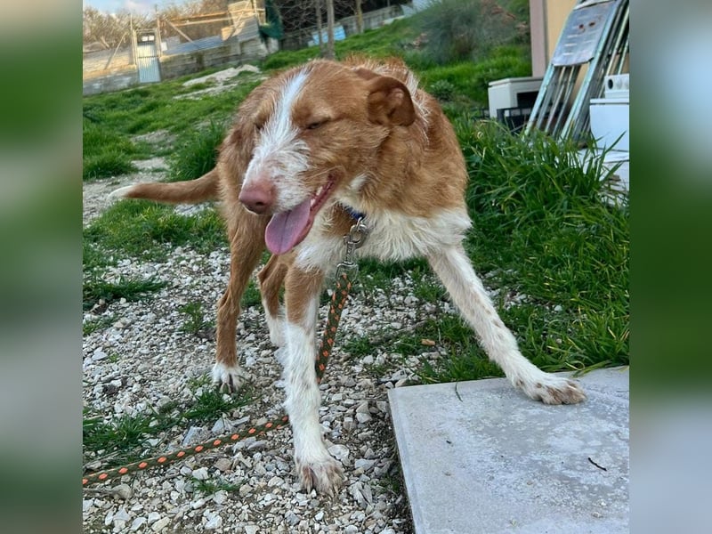 Ulises - sanfter Herzenshund auf der Suche nach seinem Zuhause