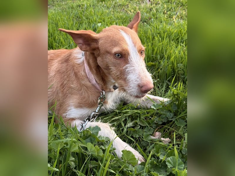 Ulises, ein toller Familienhund