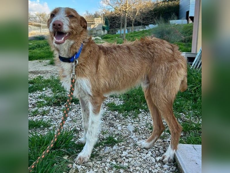 Ulises liebt Kinder und wäre so gerne ein Familienhund
