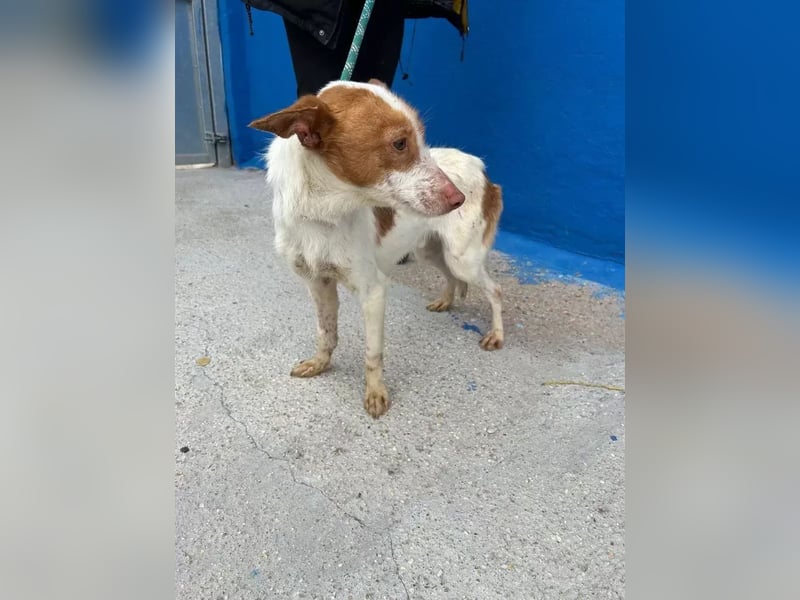 Baloo , ein Herzenshund sucht sein Für-Immer-Zuhause