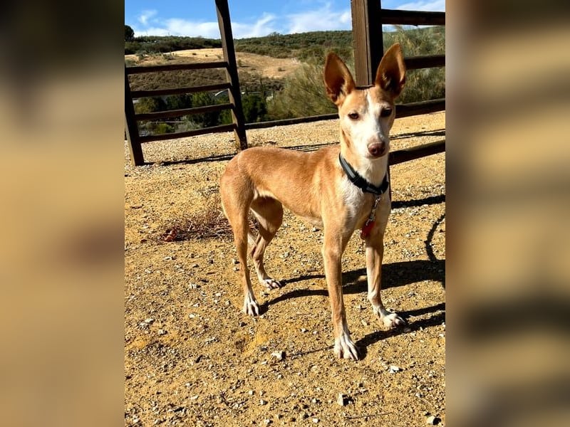 Gloria, menschenbezogene soziale Hündin