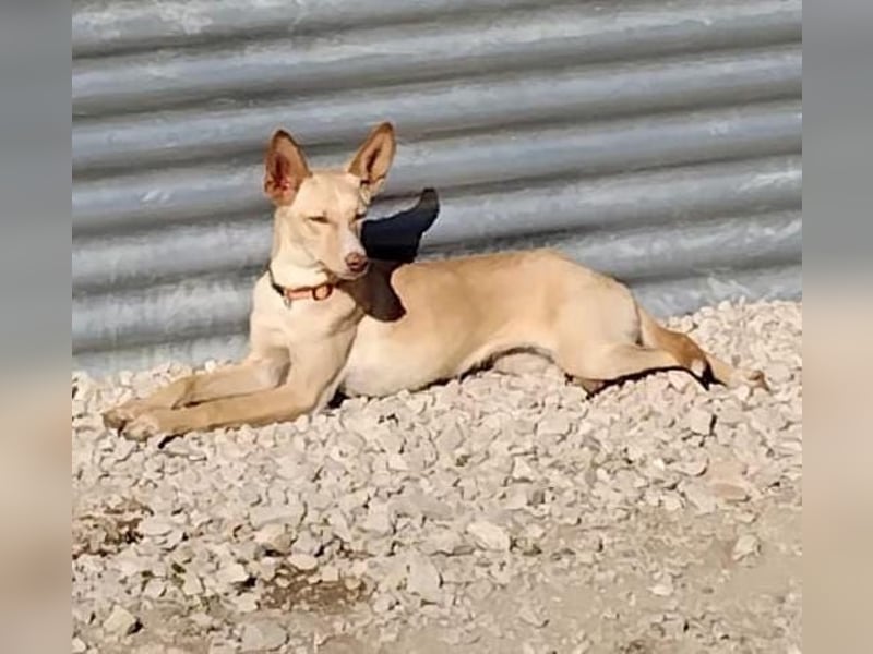 Nala , eine treue Seele sucht ihren Platz