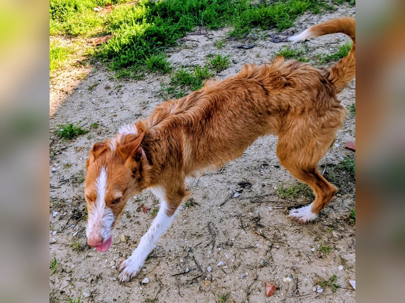 Ulises - sanfter Herzenshund auf der Suche nach seinem Zuhause