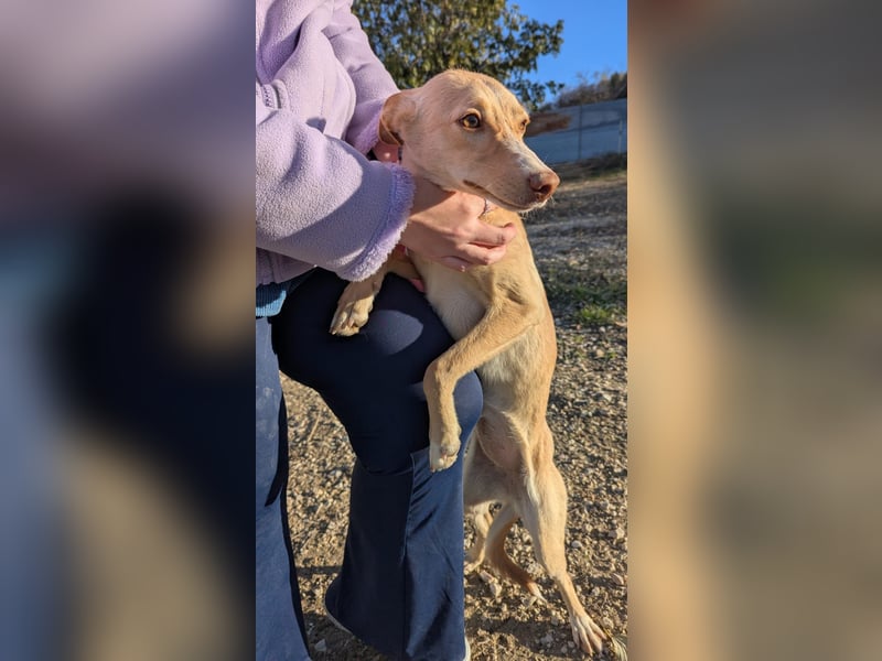 Nala , eine treue Seele sucht ihren Platz