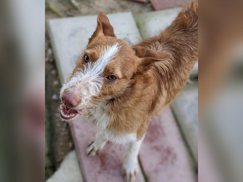 Ulises liebt Kinder und wäre so gerne ein Familienhund