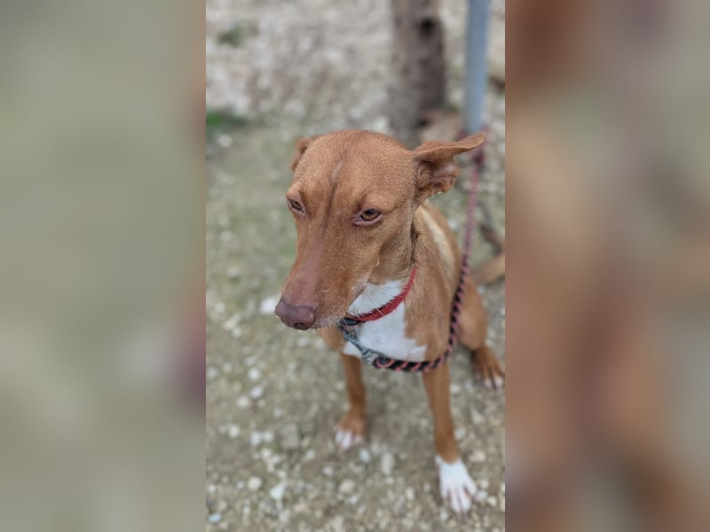 Ween, freundlich und unglaublich dankbar