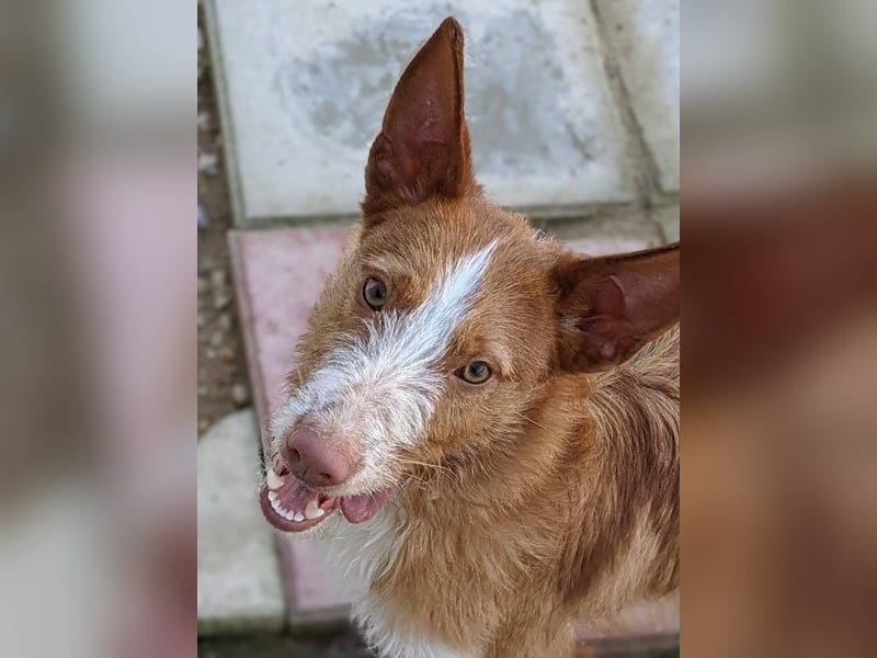 Ulises - sanfter Herzenshund auf der Suche nach seinem Zuhause