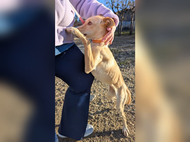 Nala , eine treue Seele sucht ihren Platz