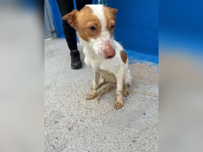 Baloo , ein Herzenshund sucht sein Für-Immer-Zuhause