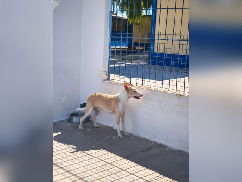 Atreu, ein junger Podenco  mit viel Potenzial