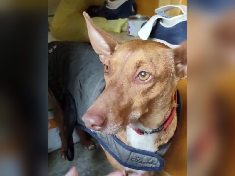 Ween, freundlich und unglaublich dankbar