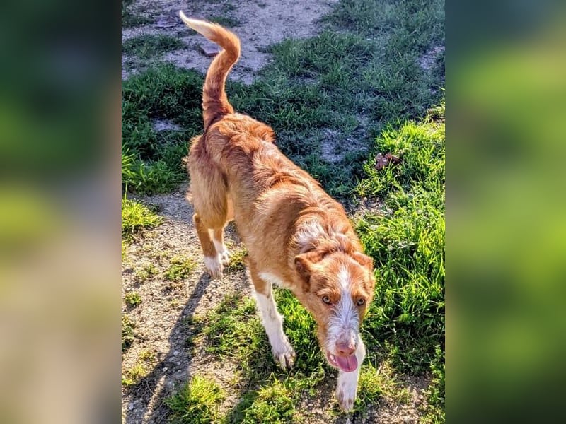 Ulises liebt Kinder und wäre so gerne ein Familienhund