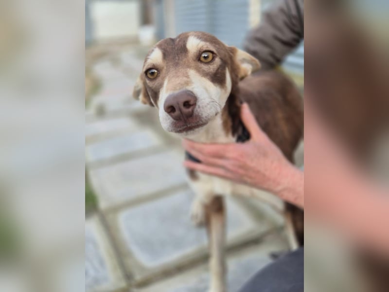Turrón, sucht einen sicheren Platz