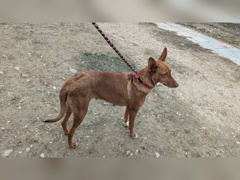 Ween, freundlich und unglaublich dankbar