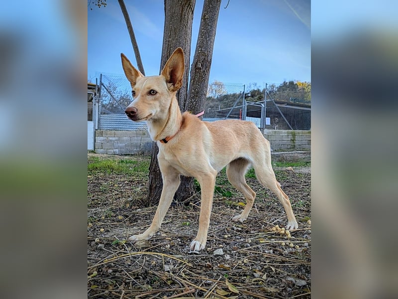 Nala , eine treue Seele sucht ihren Platz