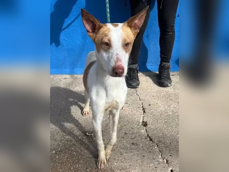 Rayos ,ein Herzenshund sucht sein Für-Immer-Zuhause