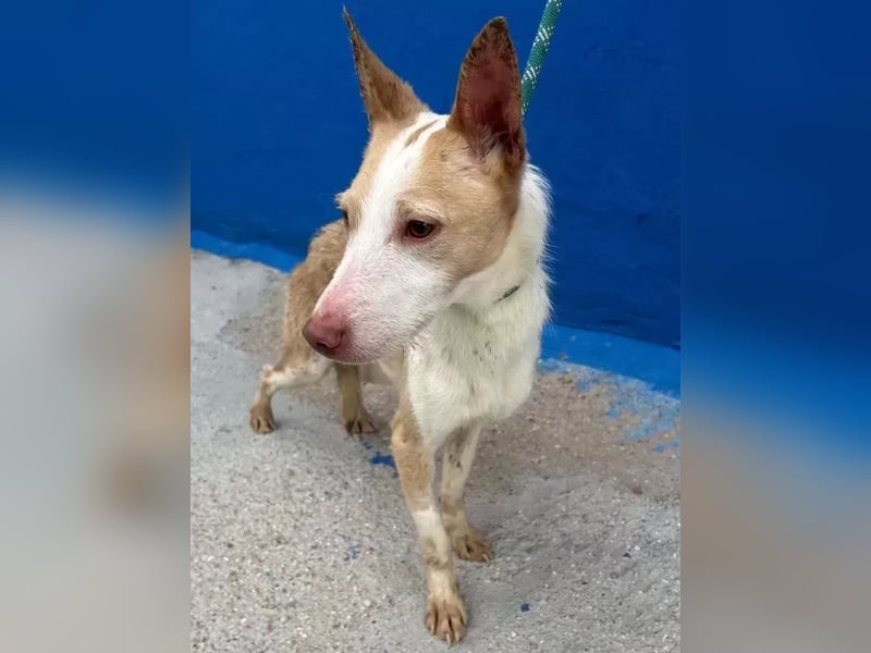 Atreu, ein junger Podenco  mit viel Potenzial