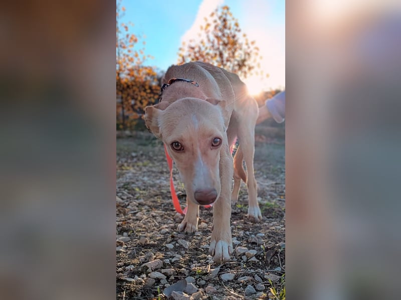 Nala , eine treue Seele sucht ihren Platz