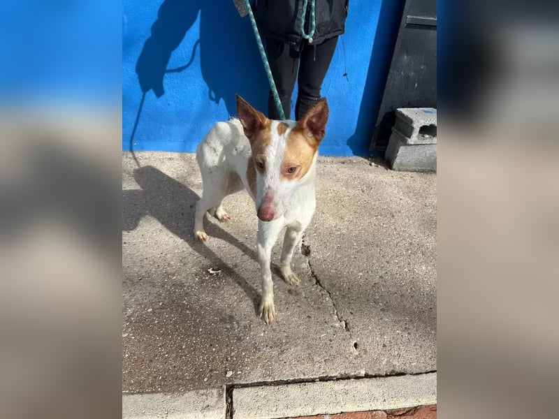 Rayos ,ein Herzenshund sucht sein Für-Immer-Zuhause