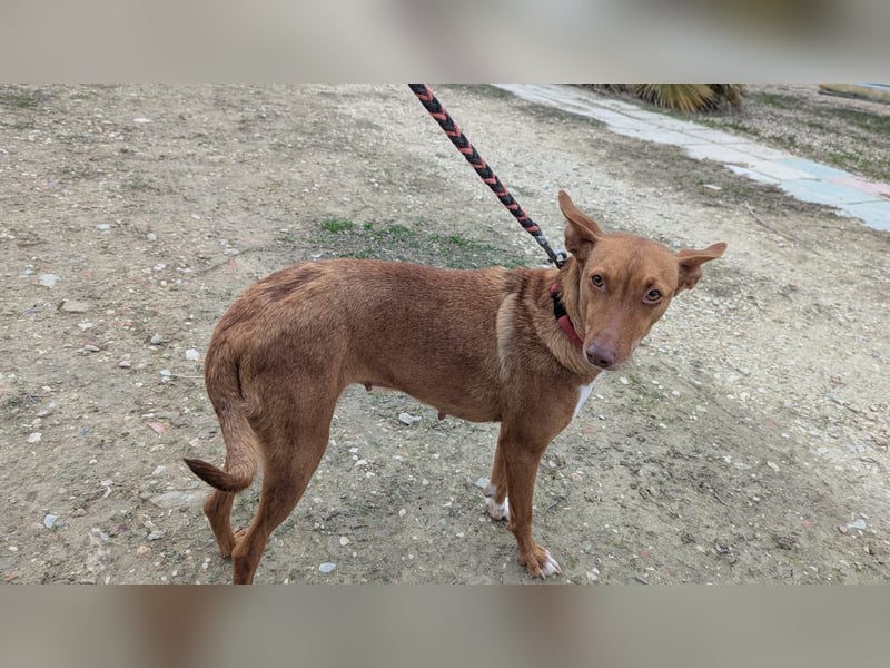 Ween, freundlich und unglaublich dankbar