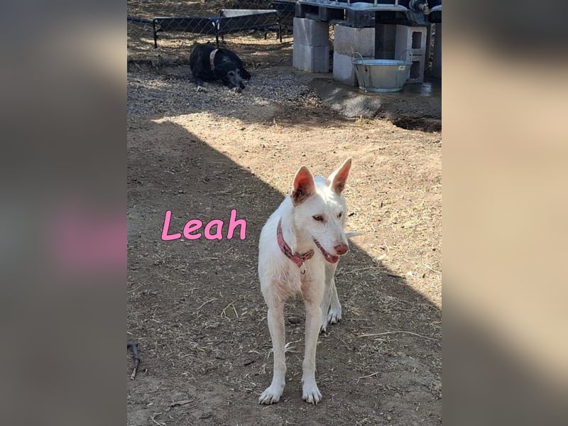 Leah geb. 07/2025 (ESP) - unkompliziert und wahnsinnig süß!